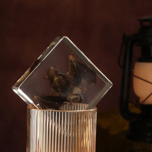 Taxidermy Bat, Real Bat Specimens Animal Specimen in Resin for Science Classroom Science