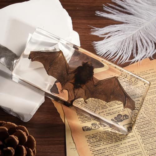 Taxidermy Bat, Real Bats Specimens High Quality Resin Animals for Science Classroom
