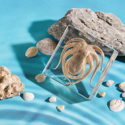 Taxidermy Octopus, Real Octopus Specimens Animal Specimen in Resin for Science Classroom