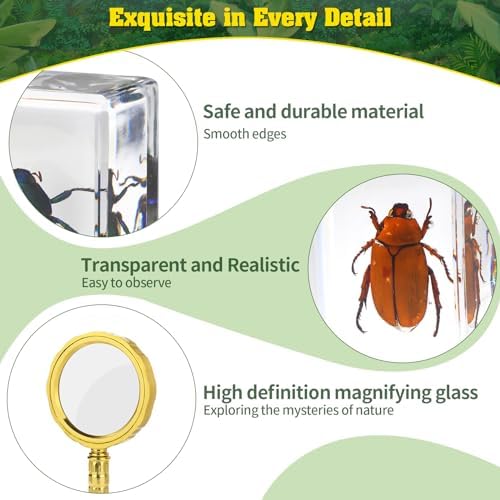15 Insect specimens,Real Specimens of Various Butterflies and Beetles Made of Resin