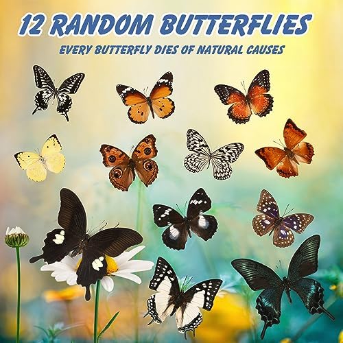 12 Pcs Real Butterfly Specimens for Crafts