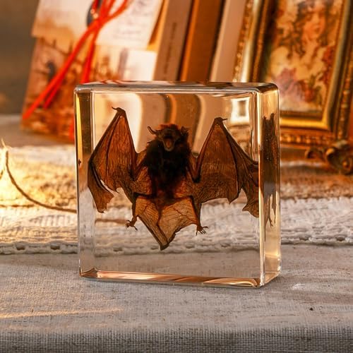 Taxidermy Bat, Real Bat Taxidermy Animals, Oddities Taxidermy