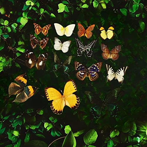 15 pcs of Real Dried Dead Butterflies with Spread Wings Shaped