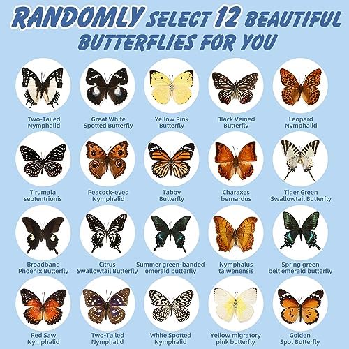 12 Pcs Real Butterfly Specimens for Crafts