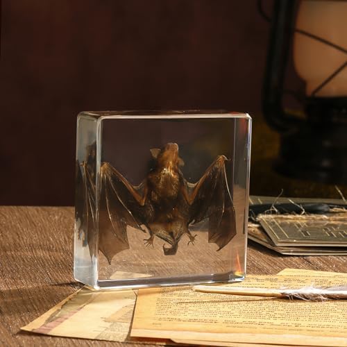 Taxidermy Bat, Real Bat Specimens Animal Specimen in Resin for Science Classroom Science