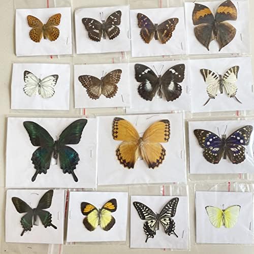 15 pcs of Real Dried Dead Butterflies with Spread Wings Shaped