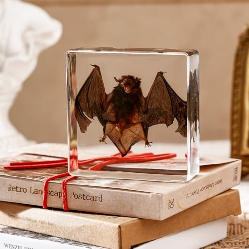 Taxidermy Bat, Real Bat Taxidermy Animals, Oddities Taxidermy