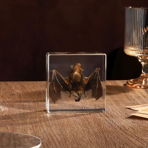 Taxidermy Bat, Real Bat Specimens Animal Specimen in Resin for Science Classroom Science