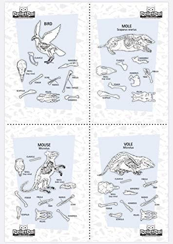 Premium Barn Owl Pellets, Small: 1.25"-1.5" (Pack of 20) - Free Bone Identification Chart