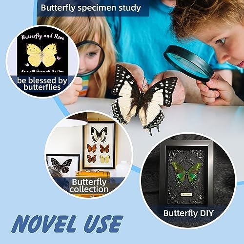 12 Pcs Real Butterfly Specimens for Crafts