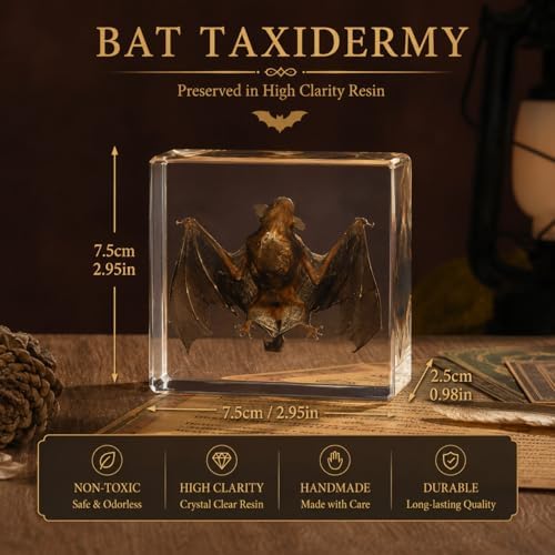 Taxidermy Bat, Real Bat Specimens Animal Specimen in Resin for Science Classroom Science