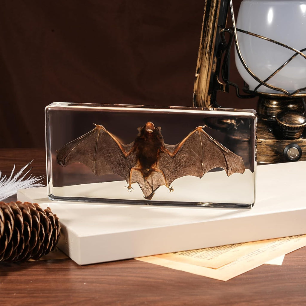 Taxidermy Bat, Real Bats Specimens High Quality Resin Animals for Science Classroom