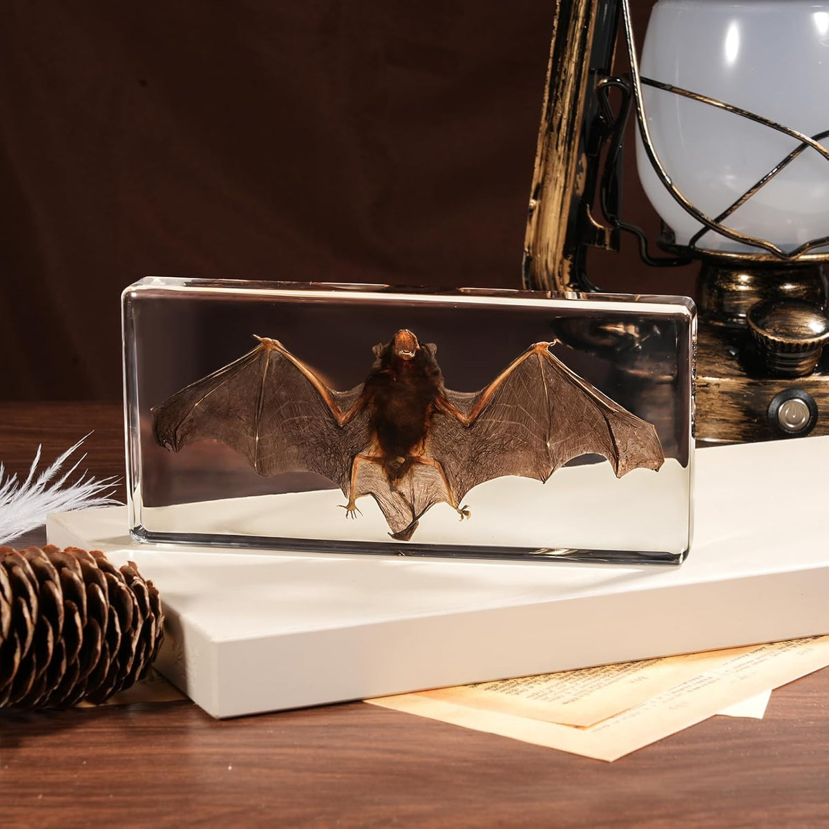 Taxidermy Bat, Real Bats Specimens High Quality Resin Animals for Science Classroom