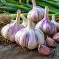4 Hardneck Garlic Bulbs for Planting, Large Cloves for Home Gardens