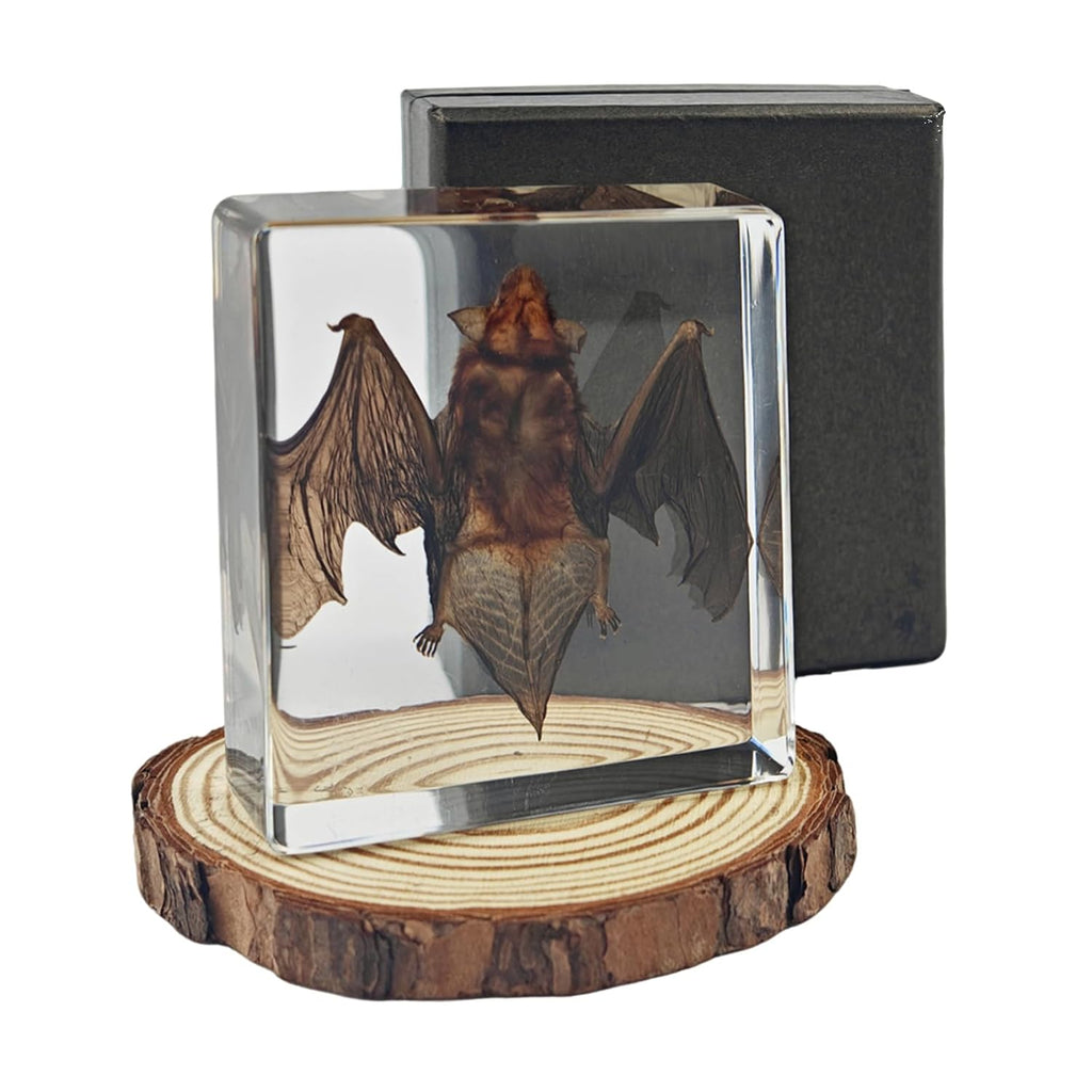 Taxidermy Bat Real Specimen Resin Preserved for Science Education