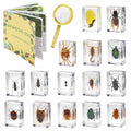 15 Insect specimens,Real Specimens of Various Butterflies and Beetles Made of Resin