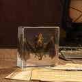 Taxidermy Bat, Real Bat Specimens Animal Specimen in Resin for Science Classroom Science
