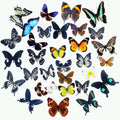 15 pcs of Real Dried Dead Butterflies with Spread Wings Shaped